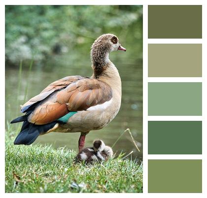 Gosling Egyptian Goose Geese Image